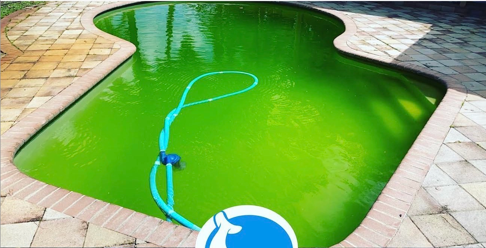 Bright green algae-infested freeform pool before treatment